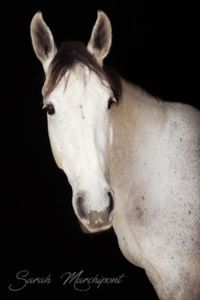 Photo #11
