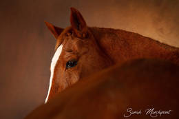 Photo #1
