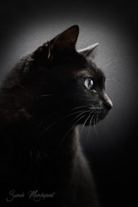 Photo #14